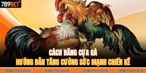 Cách Băng Cựa Gà | Hướng Dẫn Tăng Cường Sức Mạnh Chiến Kê