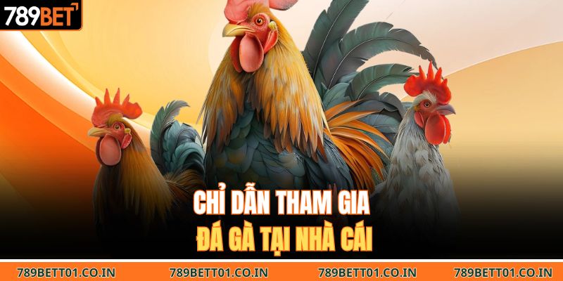 Chỉ dẫn tham gia đá gà tại nhà cái
