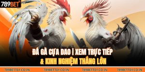 Đá Gà Cựa Dao | Xem Trực Tiếp & Kinh Nghiệm Thắng Lớn