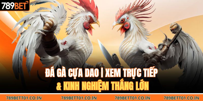 Đá Gà Cựa Dao | Xem Trực Tiếp & Kinh Nghiệm Thắng Lớn