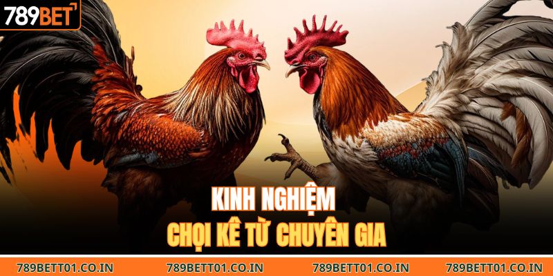 Kinh nghiệm chọi kê từ chuyên gia 